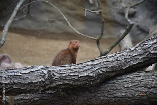 Photography Mongoose, Helogale parvula.
