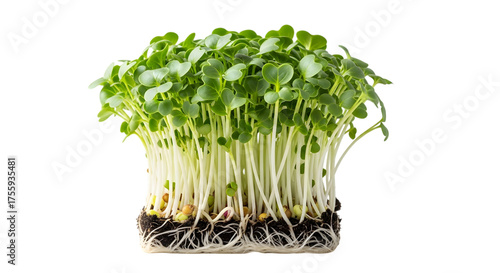 Fresh green microgreens with visible roots isolated on transparent background
