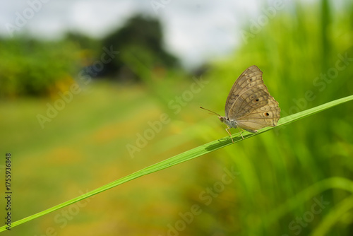 butterfly on a green grass