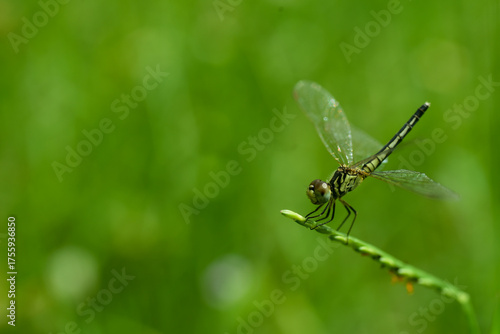 dragonfly on green leaf