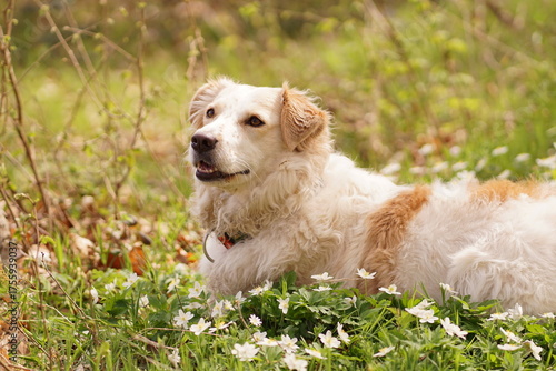 Hund auf der Wiese