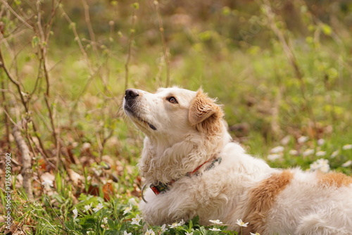 Hund auf der Wiese