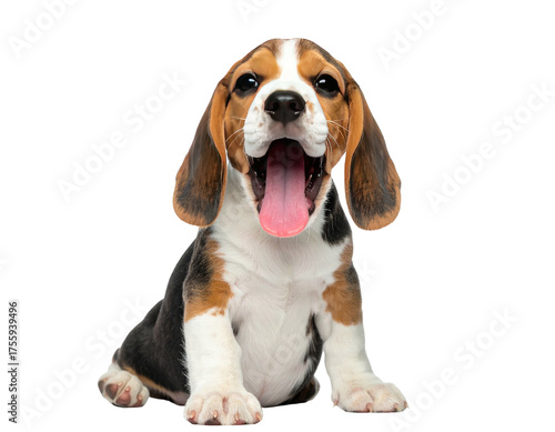 Adorable beagle puppy with open mouth and tongue out, isolated on a transparent background