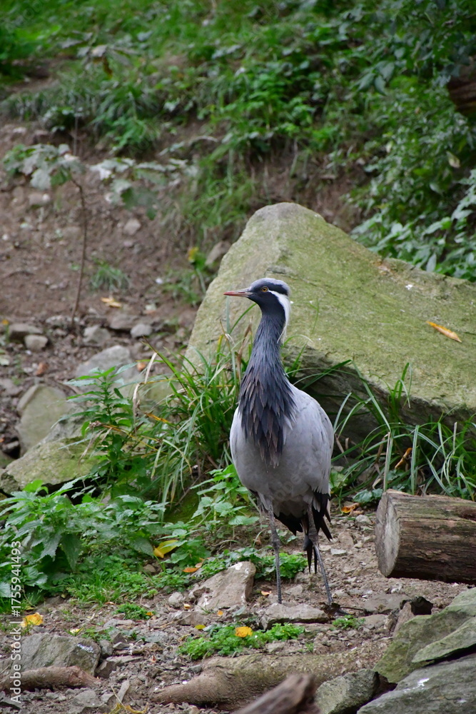 Fototapeta premium Demoiselle crane. Anthropoides virgo.