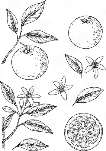 hand-drawn vector illustration of fresh an orange