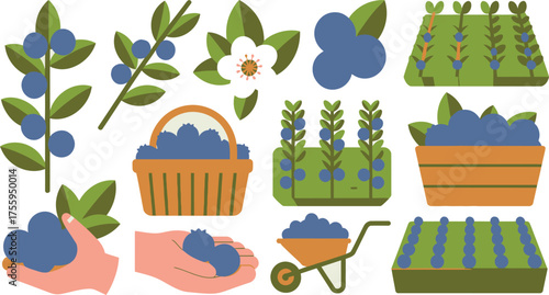 Flat Illustration Featuring Blueberry Plants, Flower, Harvested Berries in Baskets, Handfuls, and a Wheelbarrow