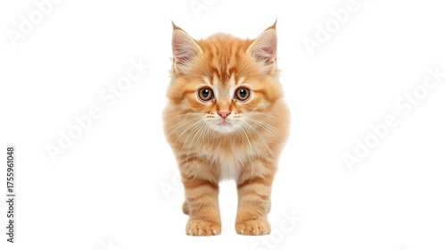 Adorable Fluffy Orange Kitten with Big Eyes and Whiskers Looking Directly Forward