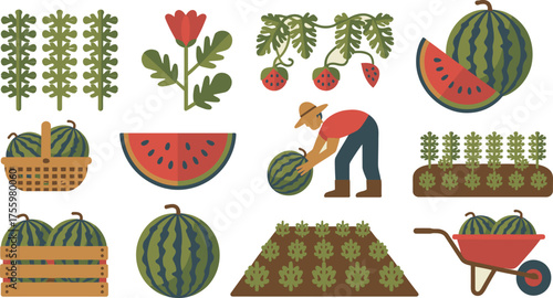 Watermelons in Garden Farmer Harvesting, Basket, Wheelbarrow, Growing Plants, Flower, Slice, and More!