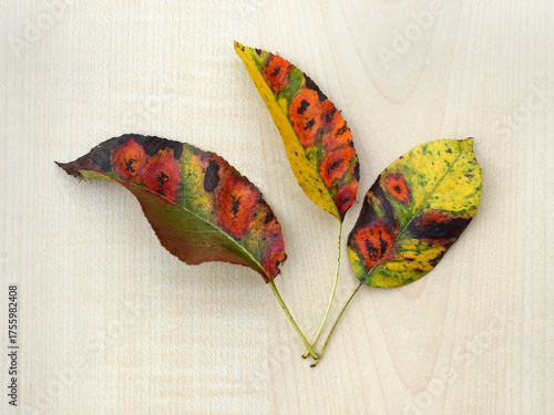 Pear leaves with Pear rust - disease caused by Gymnosporangium sabinae fungus. Symptoms on upper side of leaves, autumn time