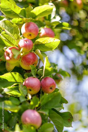 An apple tree branch full of ripe red apples with leaves illuminated by sunlight