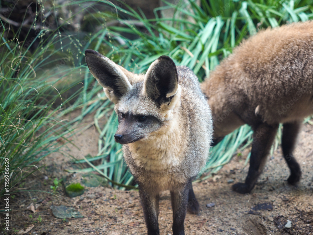 Naklejka premium Bat-eared fox standing alert on sandy ground