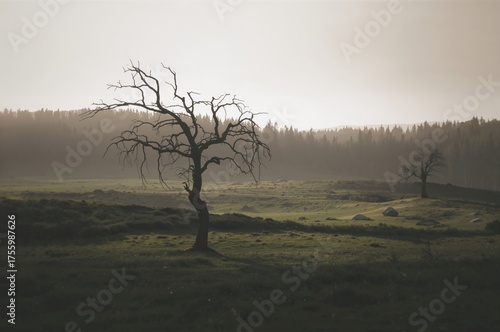Wallpaper Mural Stunning picture of a solitary, leafless tree standing in a valley with a forest outline far away Torontodigital.ca