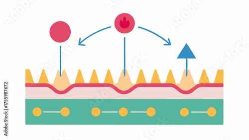 arrows illustrate the signaling process that promotes collagen production.