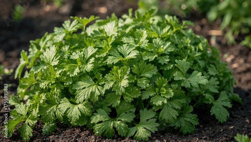 Wallpaper Mural A thriving herb garden filled with fresh, bright green cilantro leaves ready for picking Torontodigital.ca