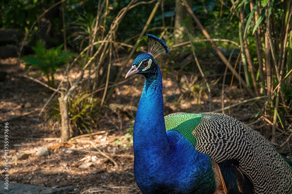 Fototapeta premium Gorgeous Peacock Displayed in Wildlife Park