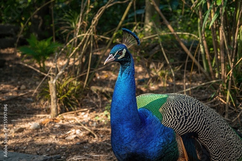 Wallpaper Mural Gorgeous Peacock Displayed in Wildlife Park Torontodigital.ca