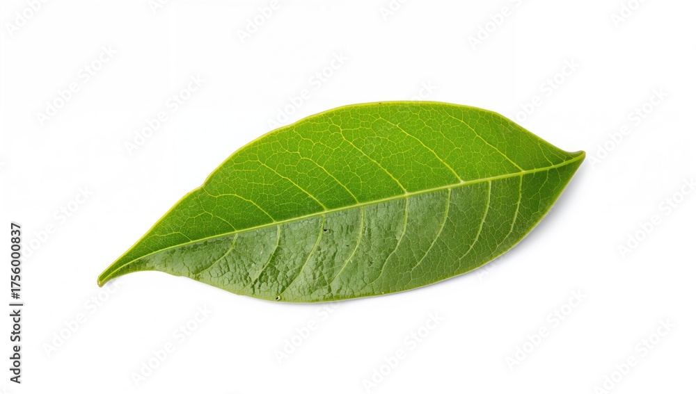 Obraz premium Single bay leaf on a plain white backdrop. Culinary herb idea.
