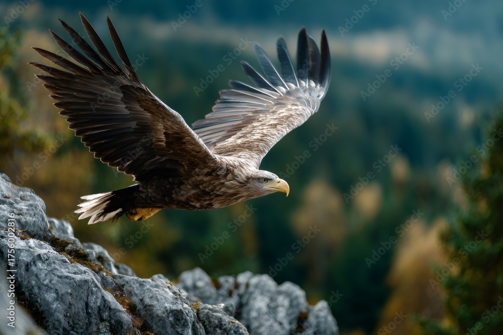 Obraz premium Wild eagle flying over mountain rocks and forest