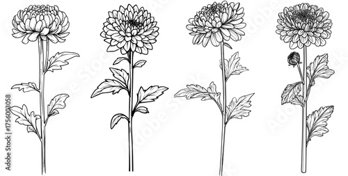 A dahlia flower is depicted in a black and white silhouette with intricate petals and leaves