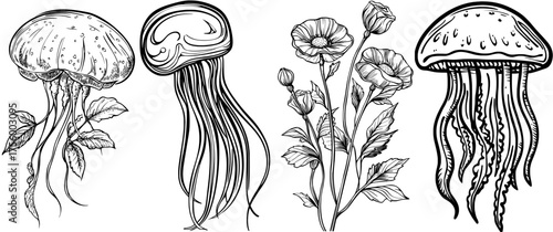An illustration in black and white depicts a jellyfish with long tentacles, highlighting the elegance of marine life
