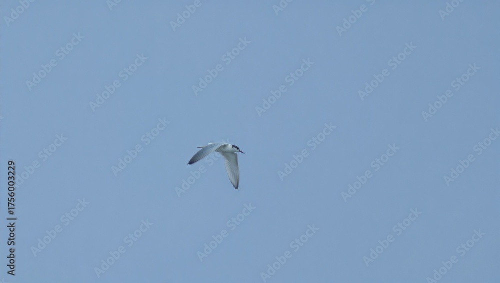 Obraz premium Stunning capture of a lone Arctic tern soaring above a vast water reservoir with clear skies and natural surroundings