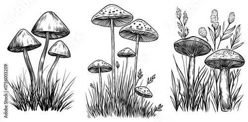 A black and white silhouette illustration showcases mushrooms surrounded by grass, highlighting elements of nature and botany