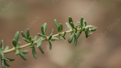 Wallpaper Mural Close-up of a fresh sprig of thyme Torontodigital.ca