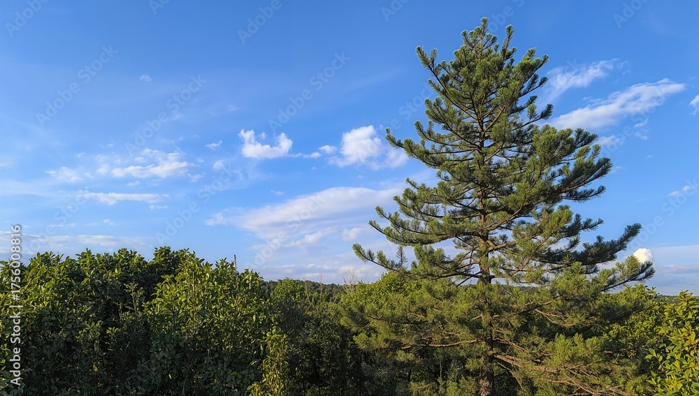 Fototapeta premium Pine tree beneath a clear blue sky