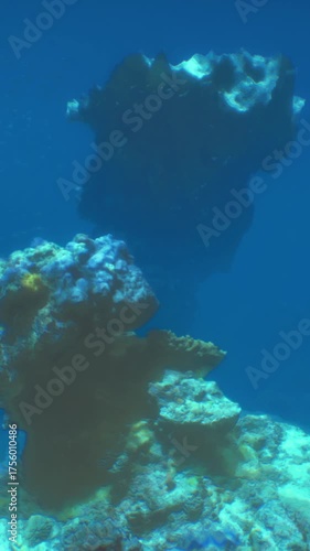 Wallpaper Mural Colorful coral formations thrive in clear blue waters, showcasing marine life in a vibrant underwater landscape. Sunlight filters through the surface, creating dynamic light effects. Torontodigital.ca