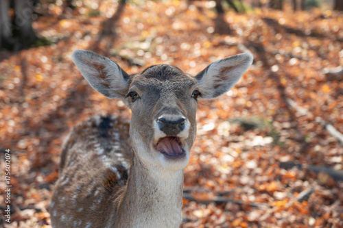 Fotografía White tail deer doe close up