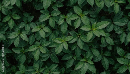 Close-up of lush green foliage with ample space for text