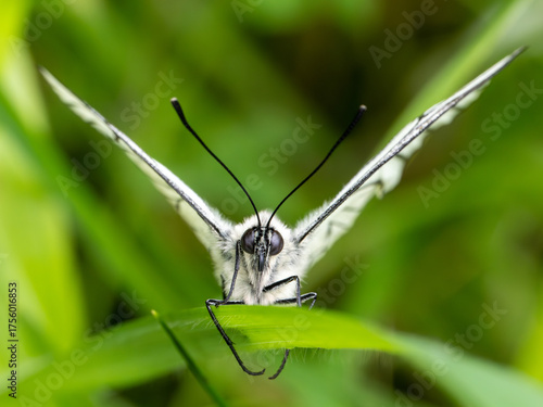 Newly Emerged Black-veined White Butterfly Drying Out