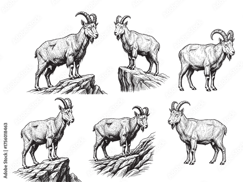 Fototapeta premium Mountain Goat Vintage Engraved Wildlife Illustration Isolated Vector Artwork