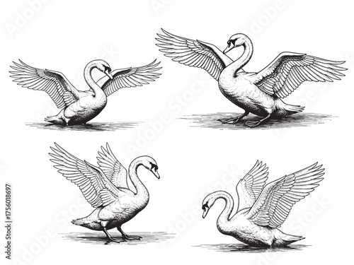 Swan Spreading Wings Vintage Engraved Wildlife Illustration Isolated Vector