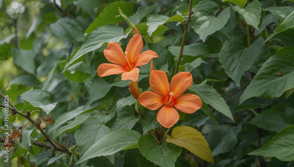 Fototapeta premium Campsis radicans flowers during the month of July