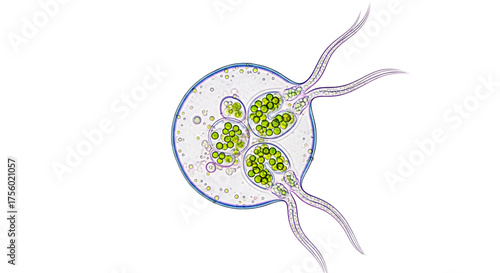 Microscopic view of a vibrant Volvox colony, showcasing its intricate cellular structure and green daughter cells within a translucent sphere.