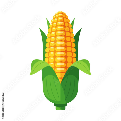 Fresh corn on the cob with green leaves, healthy food.