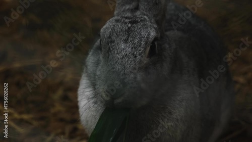 Rabbit eating grass close-up. A gray rabbit is actively chewing a leaf of grass. A fluffy funny animal poses in front of the camera. The concept of housekeeping breeding furry animals. Authentic video
