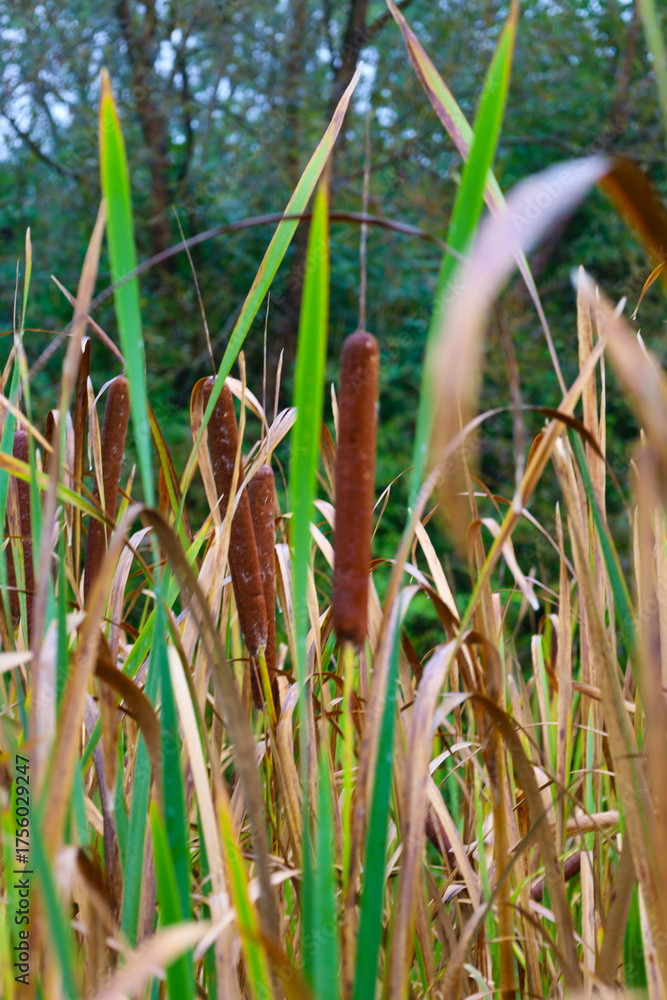 Fototapeta premium Long brown cattail inflorescences stand upright among tall green and dry stems against a backdrop of blurred trees. This image conveys the atmosphere of an autumn swamp or pond, emphasizing the vertic