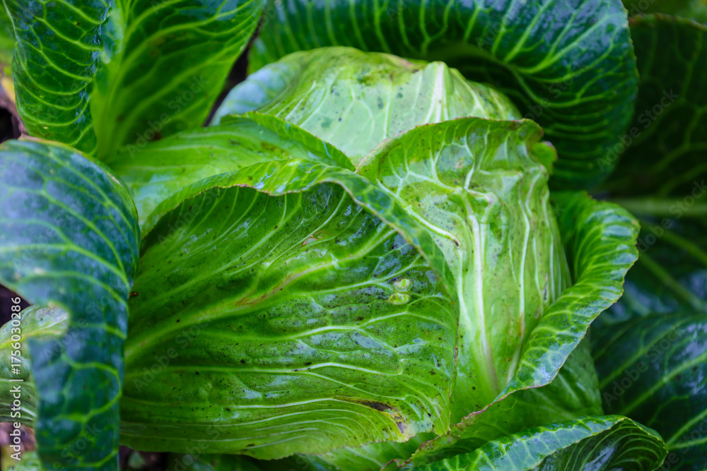 Fototapeta premium A large, succulent head of white cabbage, covered with shiny green leaves, grows in a garden patch. This close-up image emphasizes the texture and freshness of the organically grown vegetable.