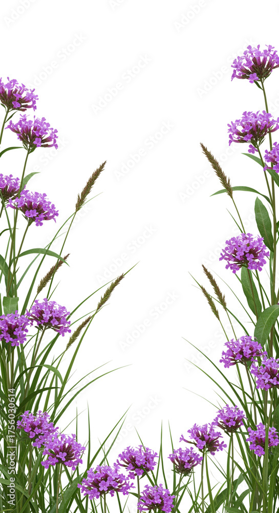 Obraz premium Elegant botanical frame of purple verbena flowers and wild grass on a white background