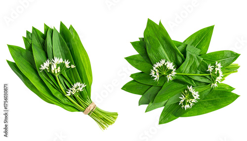  Bundle of wild garlic plants with green leaves and white blooms isolated on transparent background