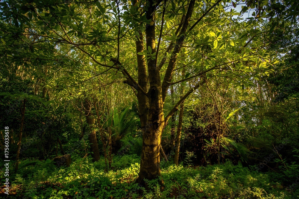 Fototapeta premium Exotic tree thriving deep within a lush tropical rainforest