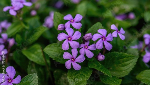 Lovely violet vinca blossoms against lush green foliage background. Vinca minor, small periwinkle, common periwinkle, used for garden decoration. Macro shot. Nature theme.