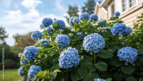 Stunning blue hydrangeas blossoming near a home