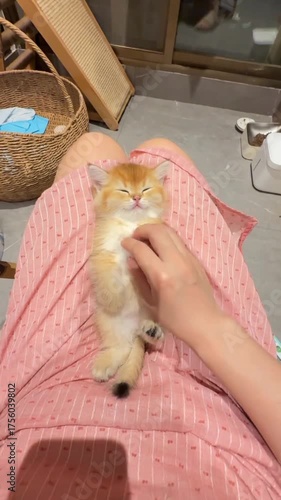 A small kitten is comfortably resting on a person's lap, enjoying a cozy moment together.