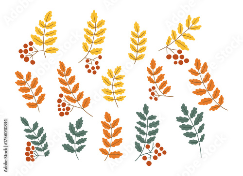 Set of hand drawn rowan leaves and berries in autumn colors on white background. Autumn botanical illustration representing seasonal nature concept