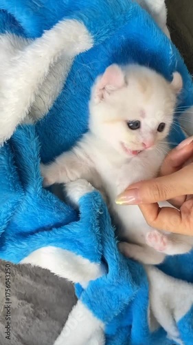 A white kitten lying on its back, playfully sprawled on a soft blue blanket.