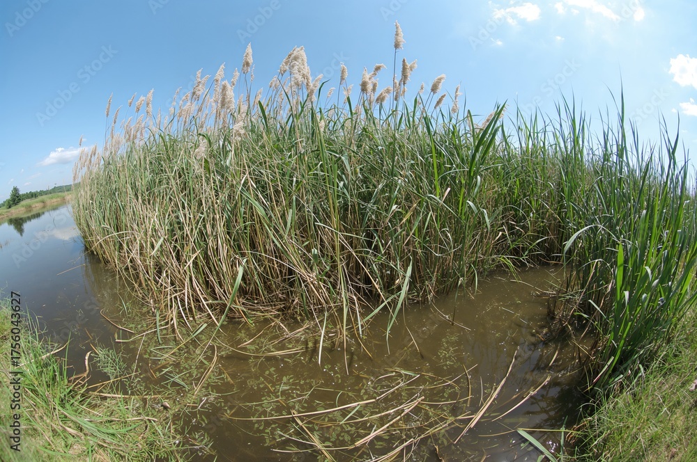 Obraz premium Circular fisheye view of a lakeside with tall reeds in a summer setting.
