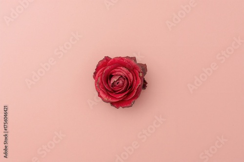 A beautiful aerial shot of a shriveled crimson rose lying on gentle pink paper, leaving plenty of room for text.